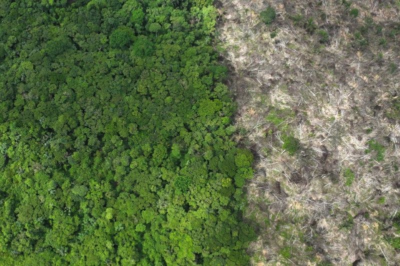 Cientistas alertam: Amazônia em risco de virar savana