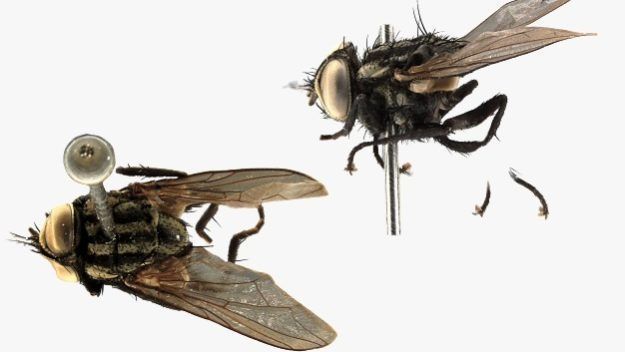 Museu Nacional Anuncia Três Novas Espécies de Moscas no Brasil