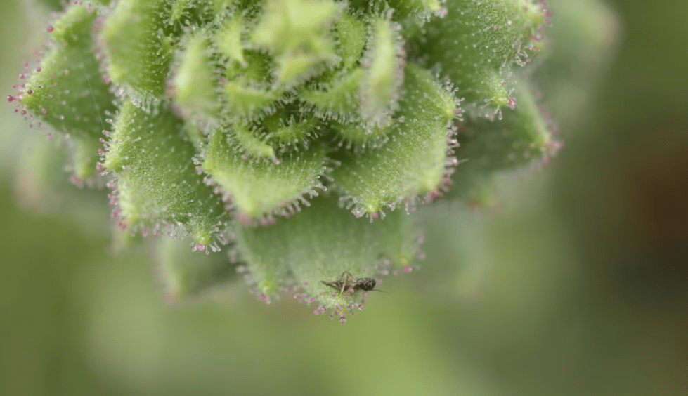 Cientistas validam teoria de Darwin sobre planta carnívora após 150 anos