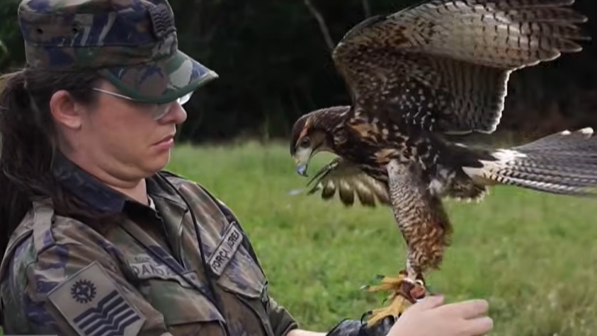 Força Aérea Brasileira adota falcoaria e reduz colisões com aves em 50% na Base de Natal