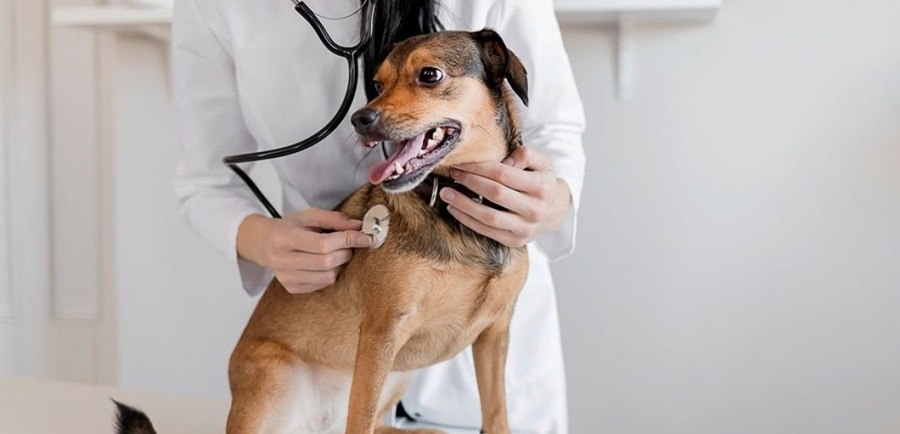 Câmara aprova piso de R$ 10 mil para veterinários e zootecnistas em projeto de lei