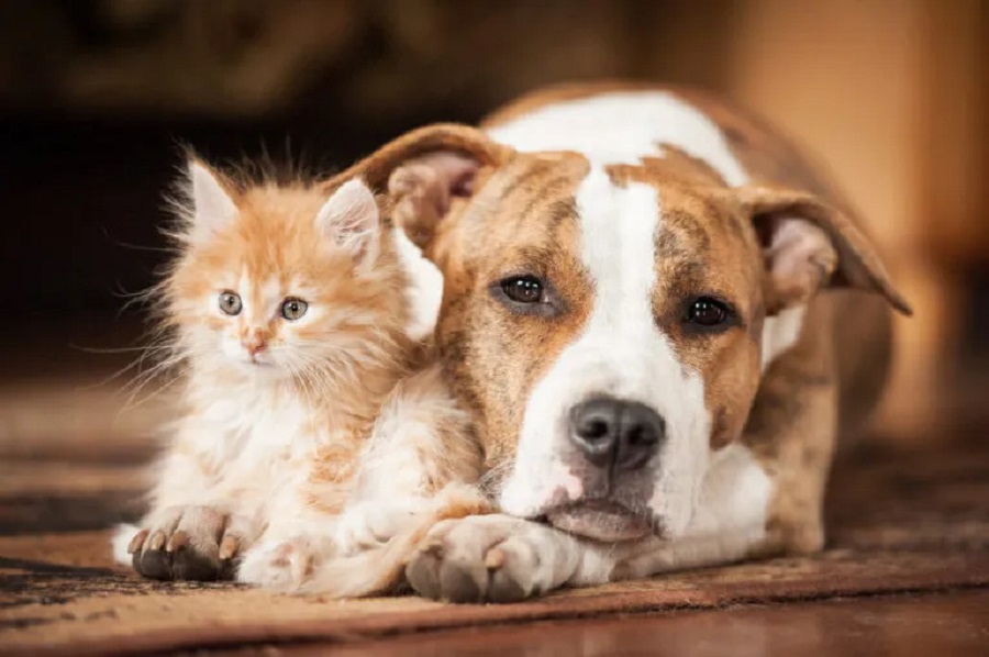 Comissão da Câmara aprova Programa Nacional Vida Animal para proteção de cães e gatos