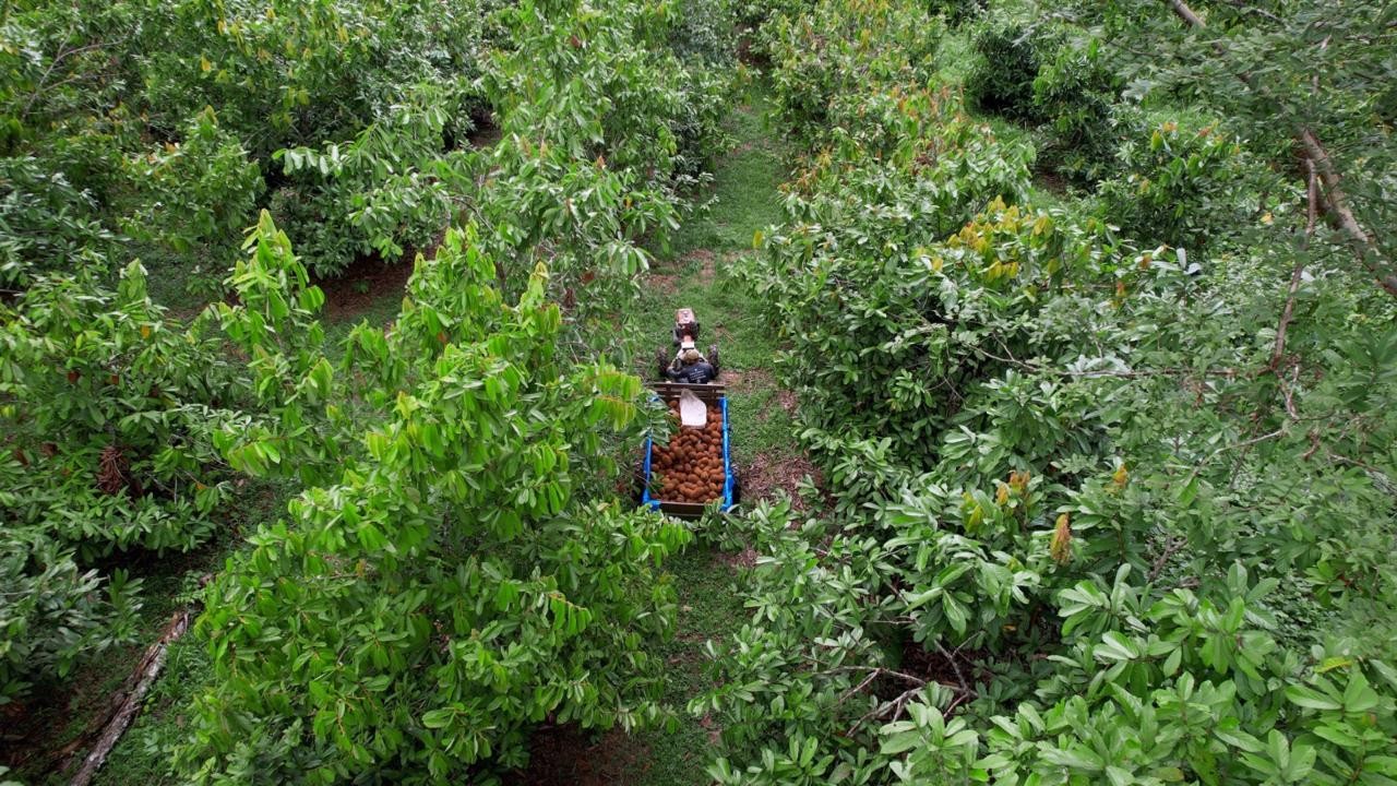 Produtores da RECA em Rondônia transformam floresta em pé em fonte de renda sustentável