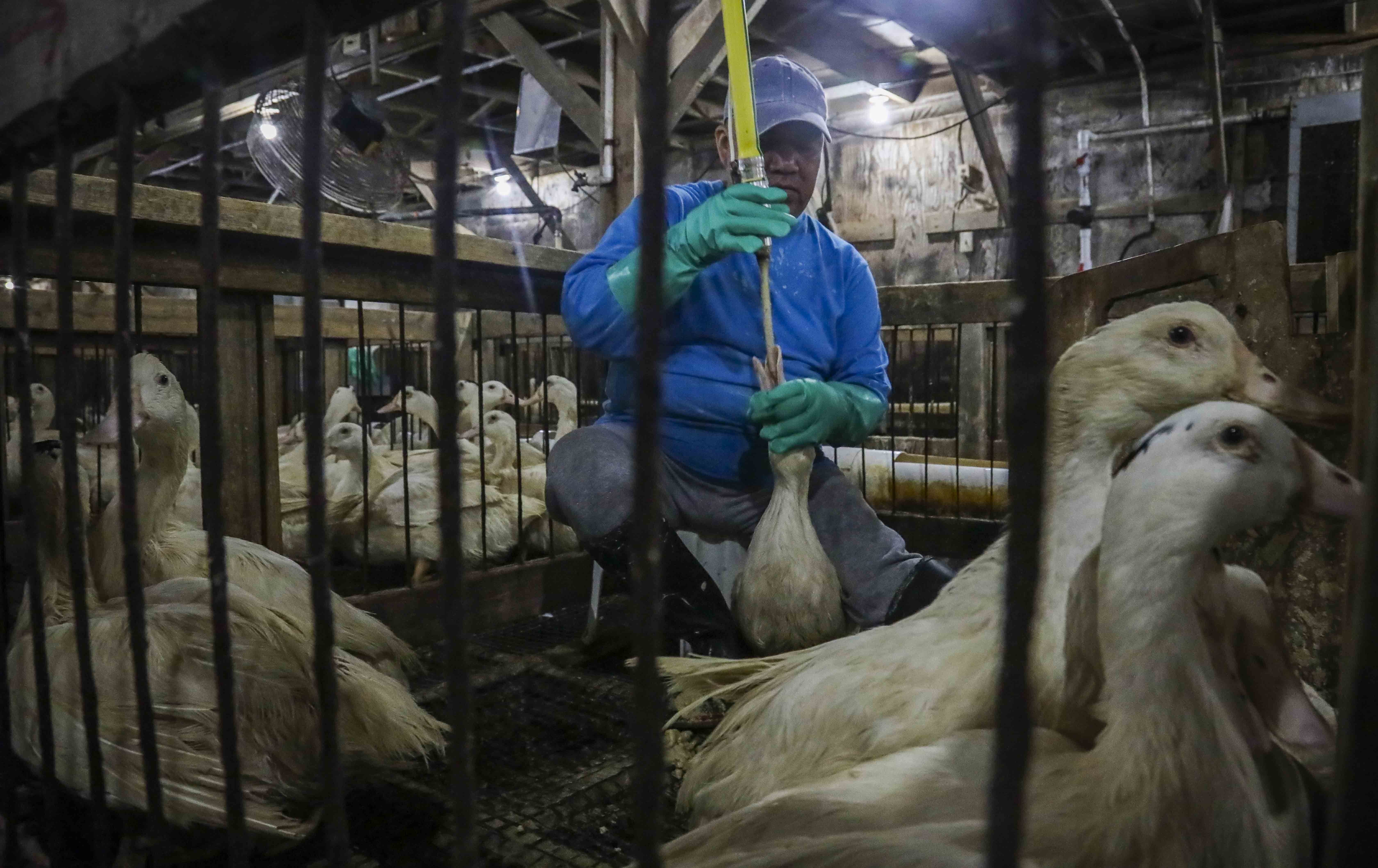 Lula sanciona lei que proíbe produção e venda de foie gras no Brasil
