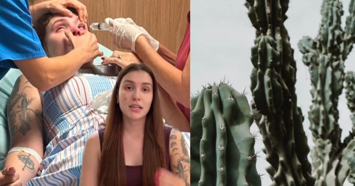 Perigo doméstico: entenda por que o cacto-candelabro pode ferir os olhos