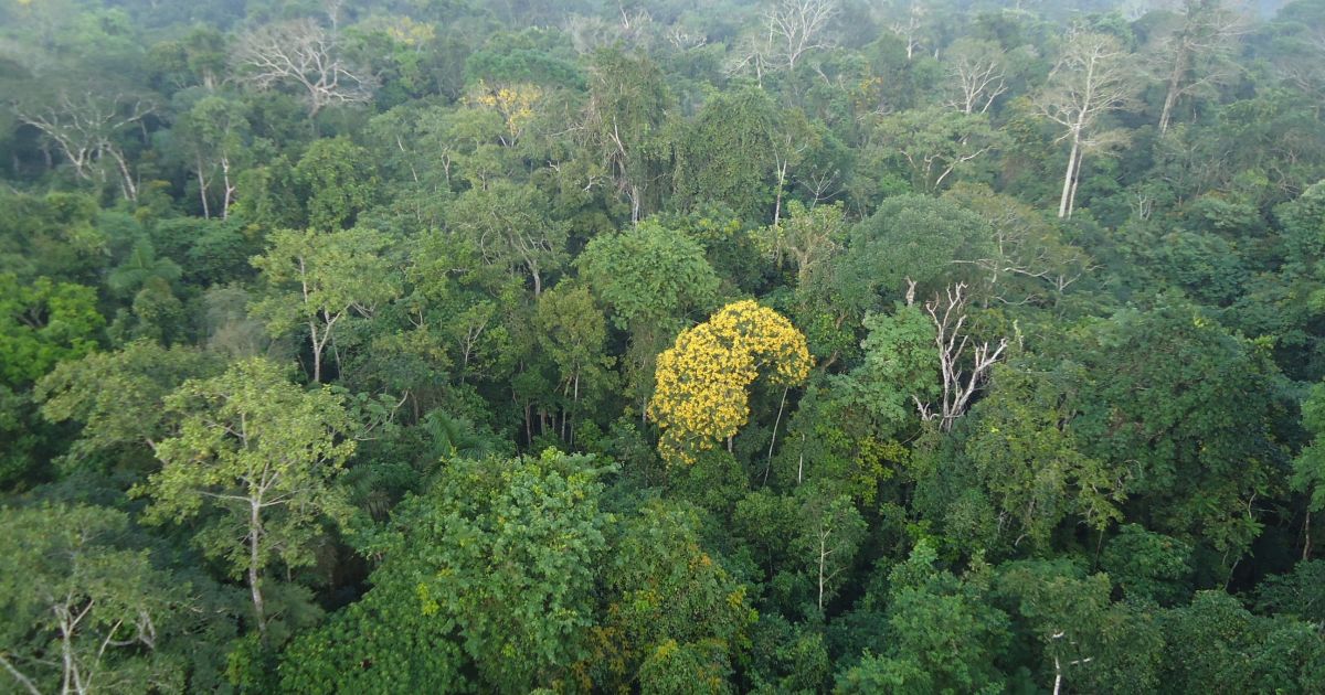 Importadores chineses de Tianjin valorizam carne da Amazônia