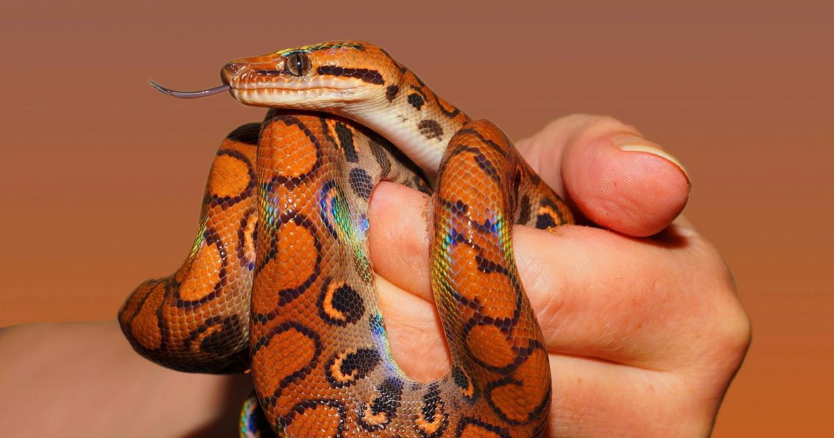 Descoberta de serpente ancestral em Presidente Prudente revela segredos da evolução