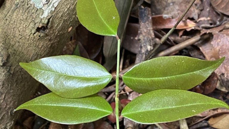 Cientistas da USP descobrem composto que inibe o coronavírus