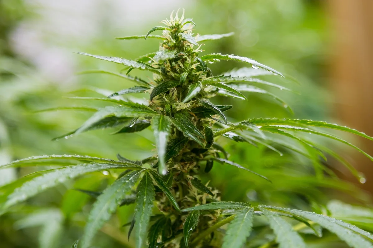 Composto derivado do CBD alivia dor sem o “barato” da cannabis, aponta estudo