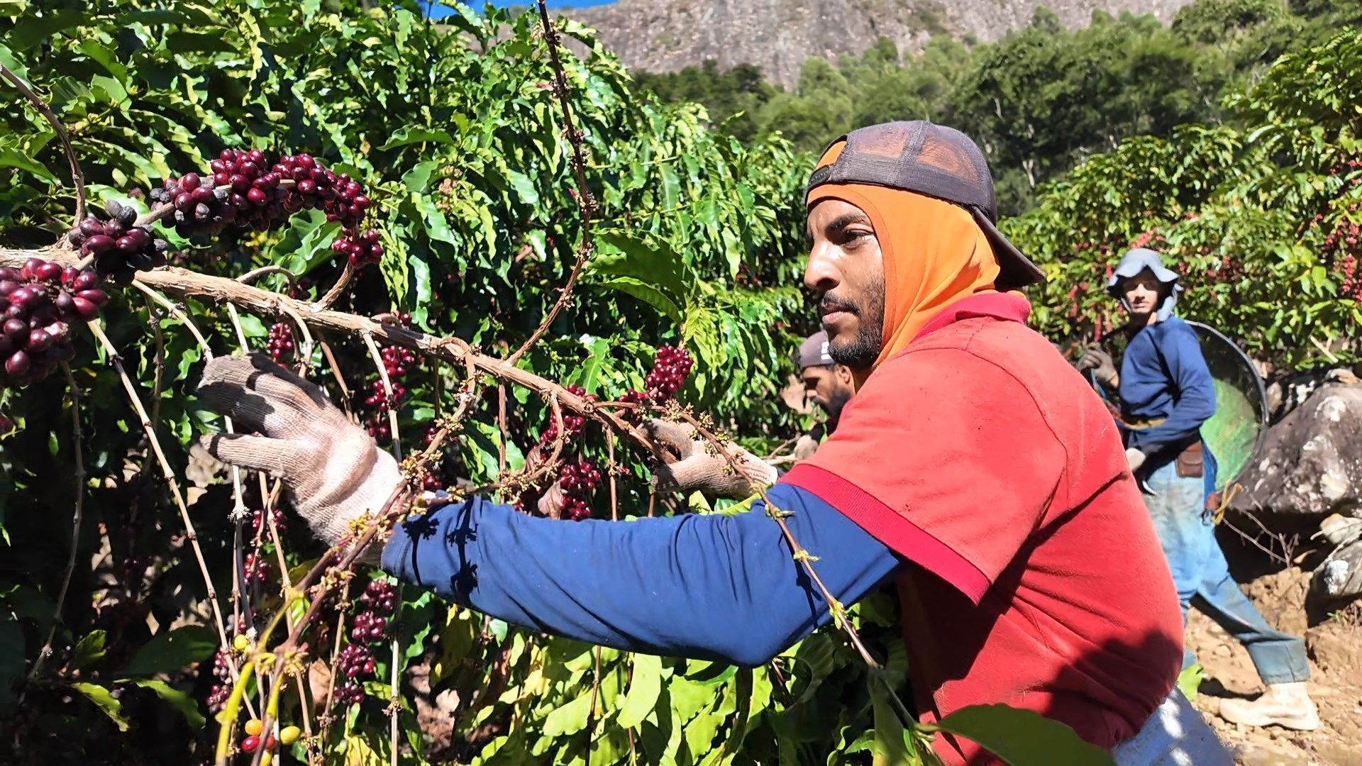 Mutirão de solidariedade salva colheita de café em Mimoso do Sul