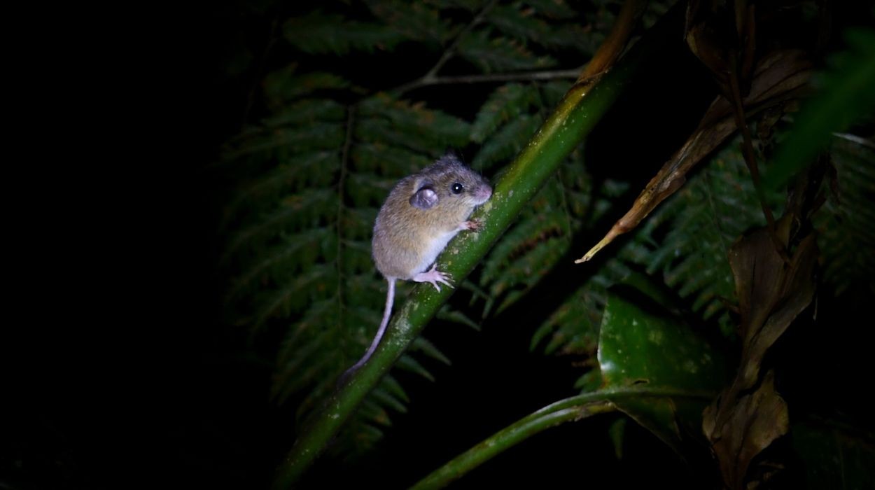Ratinho-do-arroz é hospedeiro de hantavírus no Brasil e causa alerta