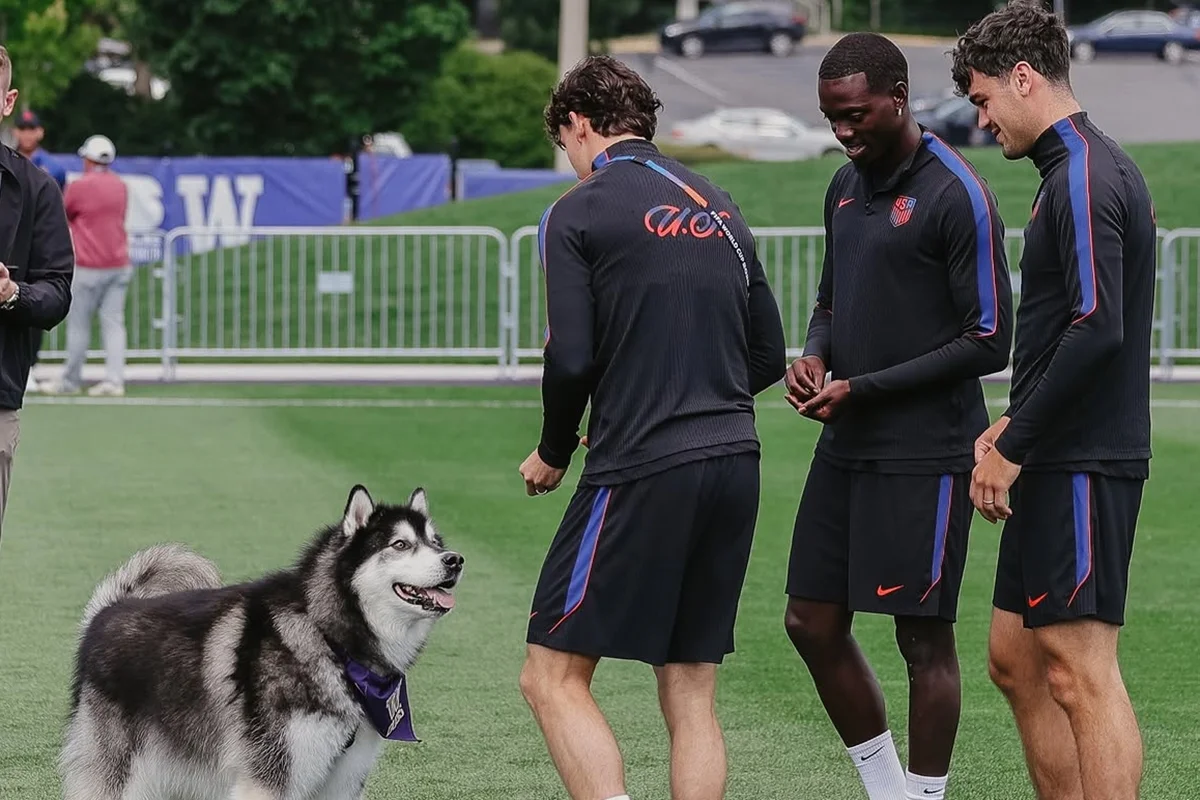 Copa do Mundo: contato com cães auxilia saúde mental de atletas