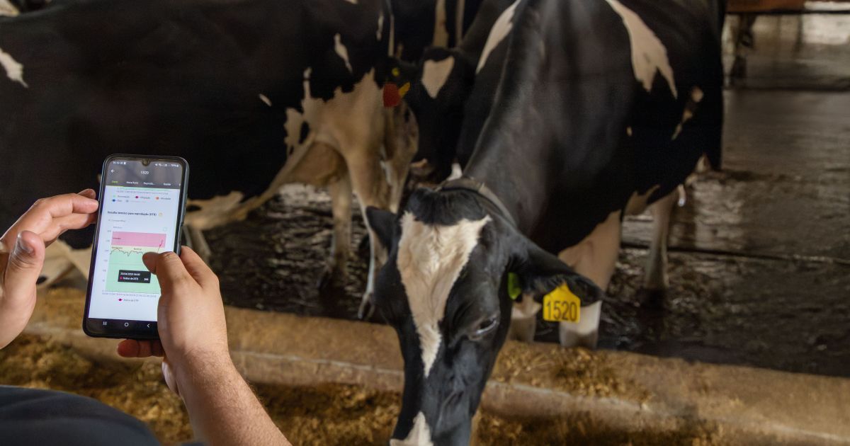 Cowmed projeta salto de 65% no faturamento com coleiras inteligentes para vacas leiteiras