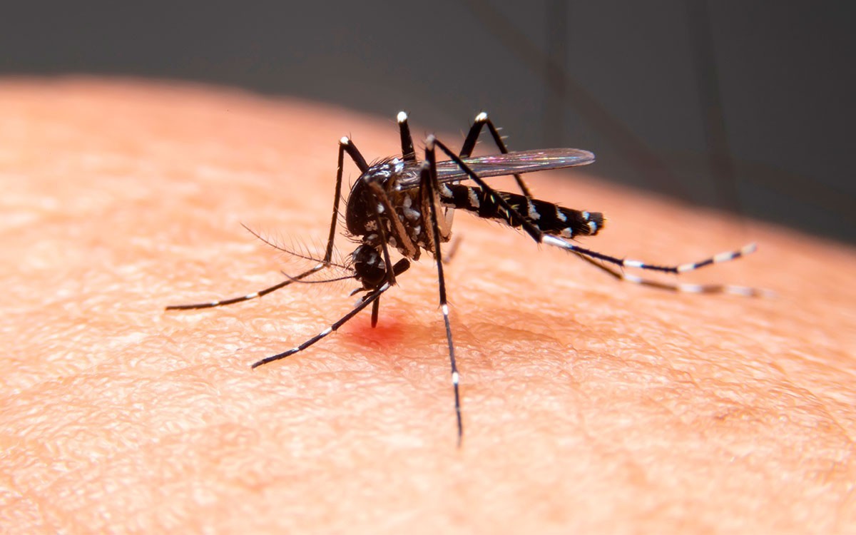 Criança de 7 anos morre vítima de dengue no Piauí; Sesapi confirma óbito