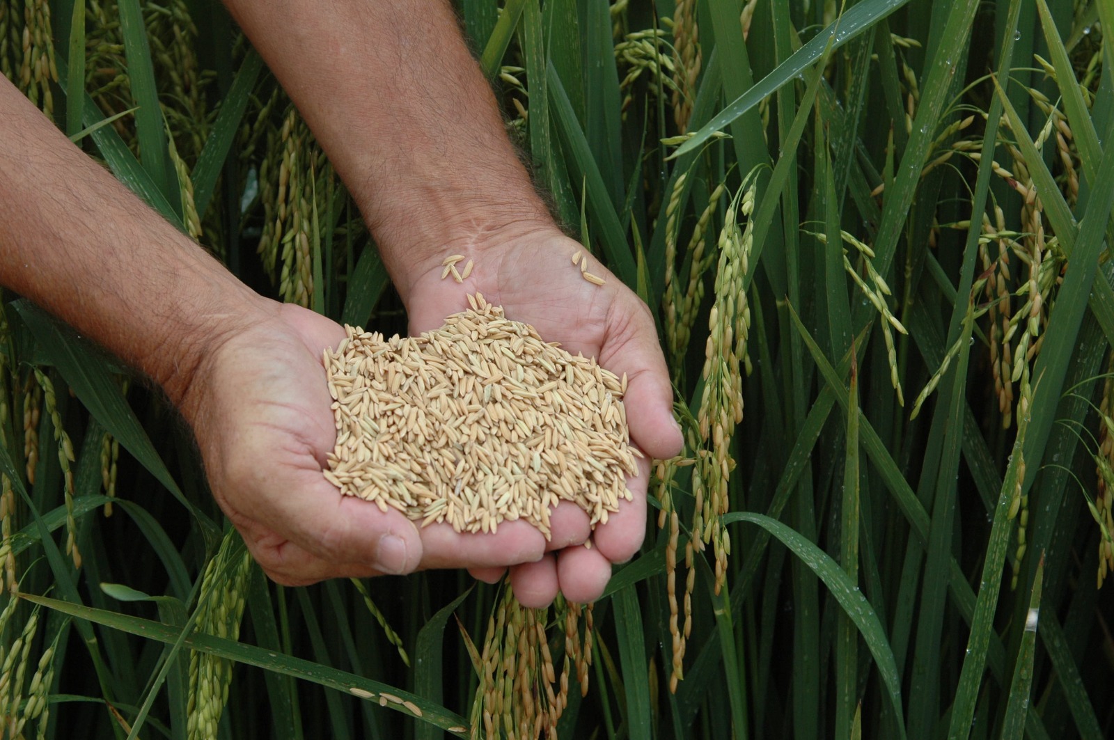 Crise climática atinge alimentos e ameaça bilhões, alerta estudo de Leiden