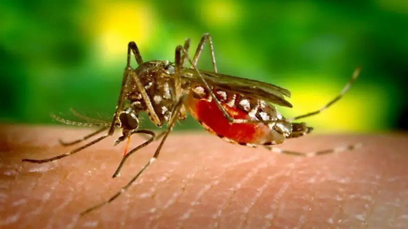 Cuiabá contabiliza 568 casos de dengue e uma morte em 2026