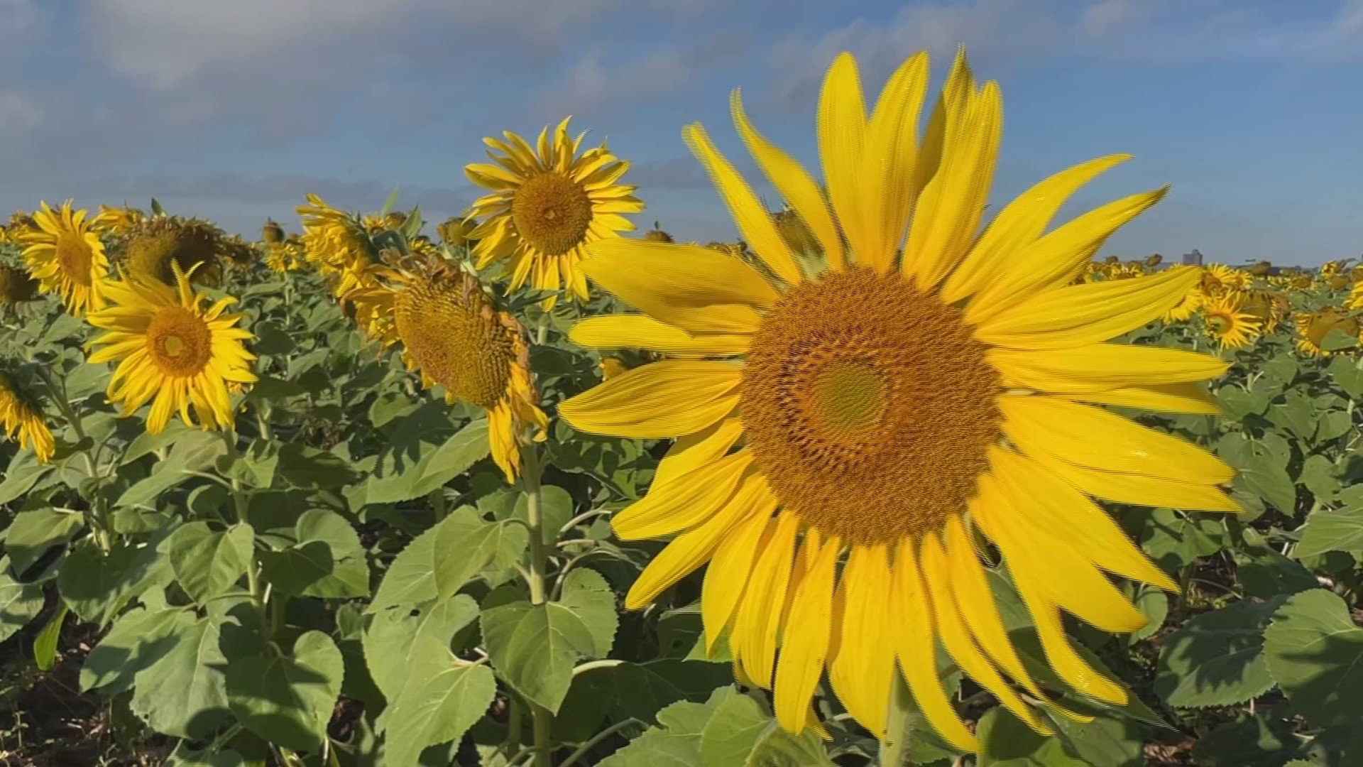 Cultivo de girassol impulsiona renda de produtores rurais em SP