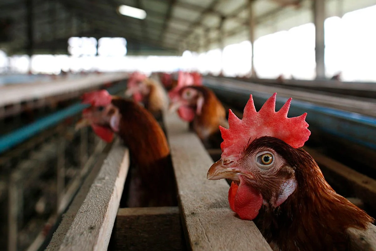 Custos de produção de suíno e frango de corte caem em maio, aponta Embrapa