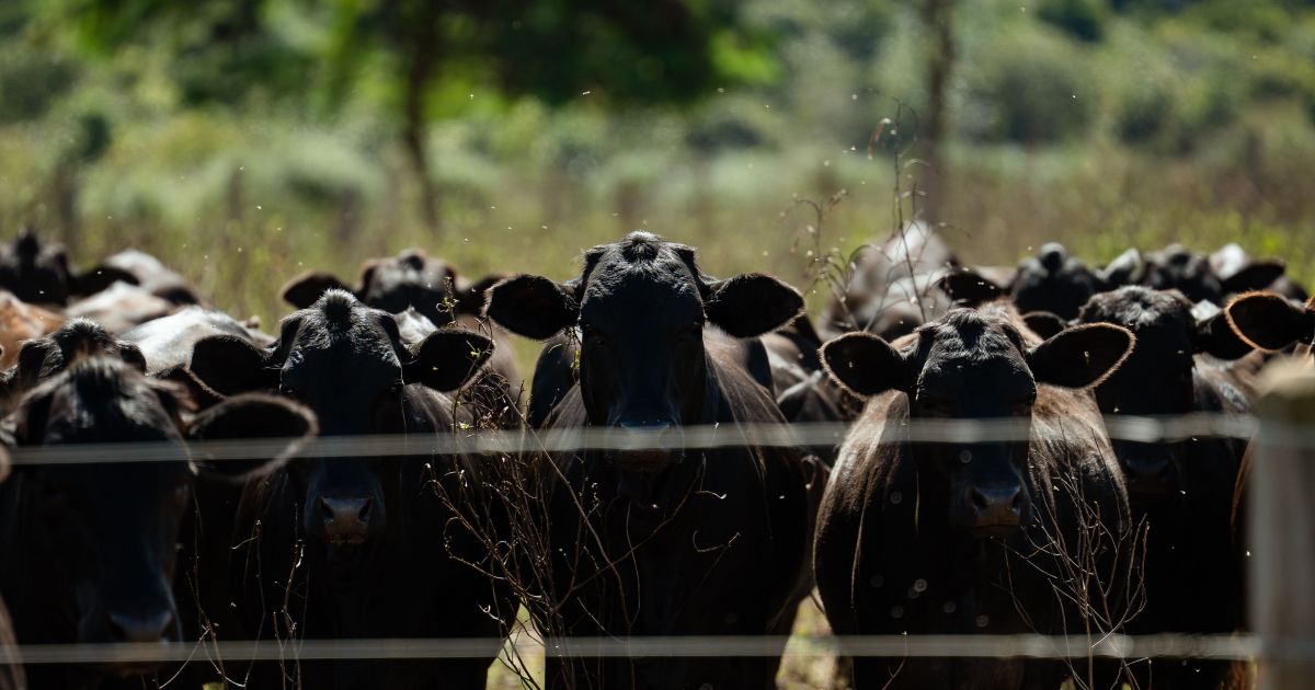 Pecuária reduz pela metade idade de abate dos bovinos para 18 meses