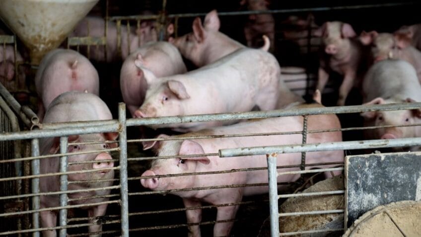 China reconhece Brasil livre de febre aftosa e abre mercado para carne suína