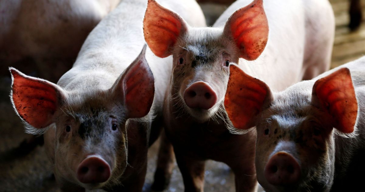 Dejeto suíno pode substituir fertilizante fosfatado na agricultura, aponta pesquisa
