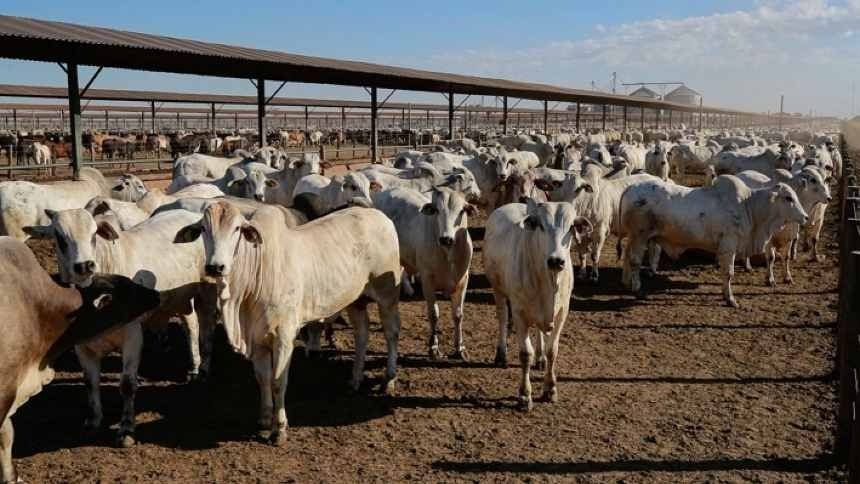 Demanda chinesa impulsiona avanço tecnológico na pecuária brasileira