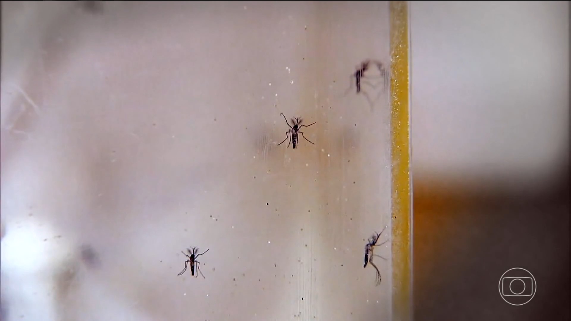 Dengue avança no Tocantins com alta incidência e seis mortes