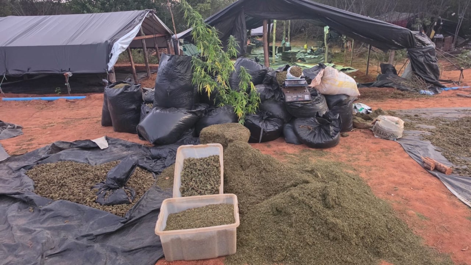 Polícia do Ceará investiga falha em custódia após apreensão recorde de maconha em Acopiara