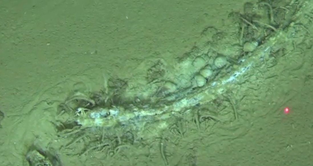 Maior e mais profunda 'necrópole de baleias' descoberta no fundo do oceano