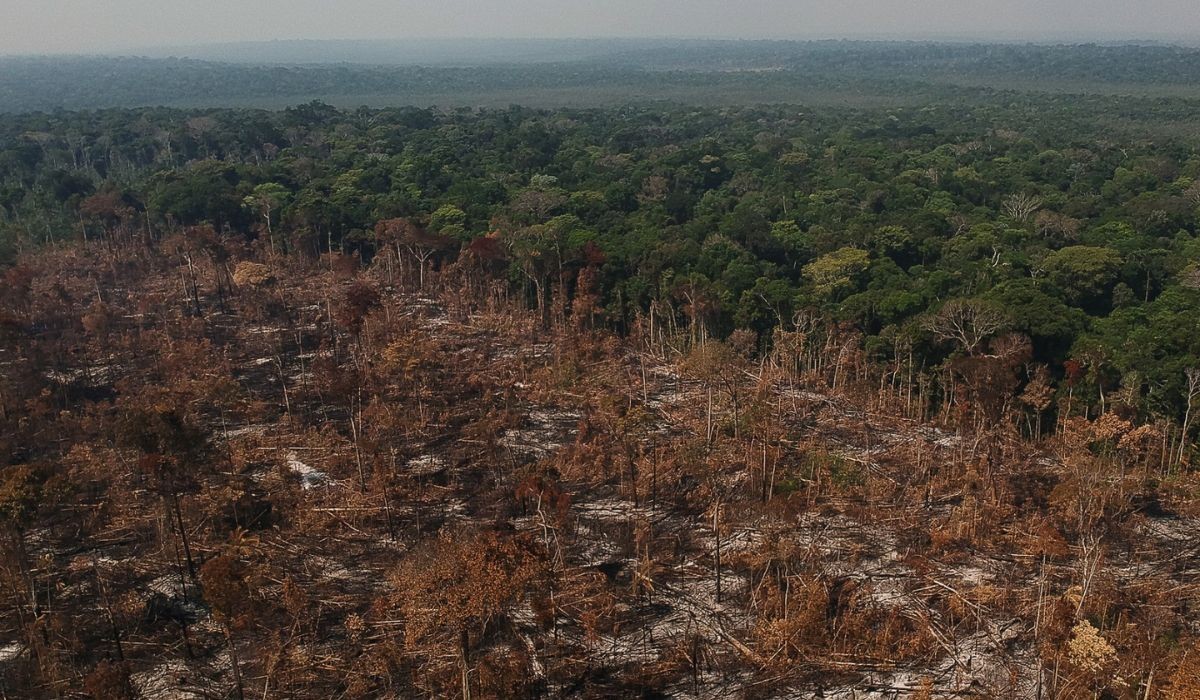 Desmatamento anual no Brasil cai para menos de 1 milhão de hectares em 2025, primeira vez desde 2019