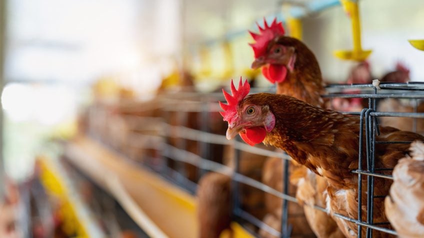 Tecnologia brasileira detecta anticorpos do vírus H5N1 em 6 minutos