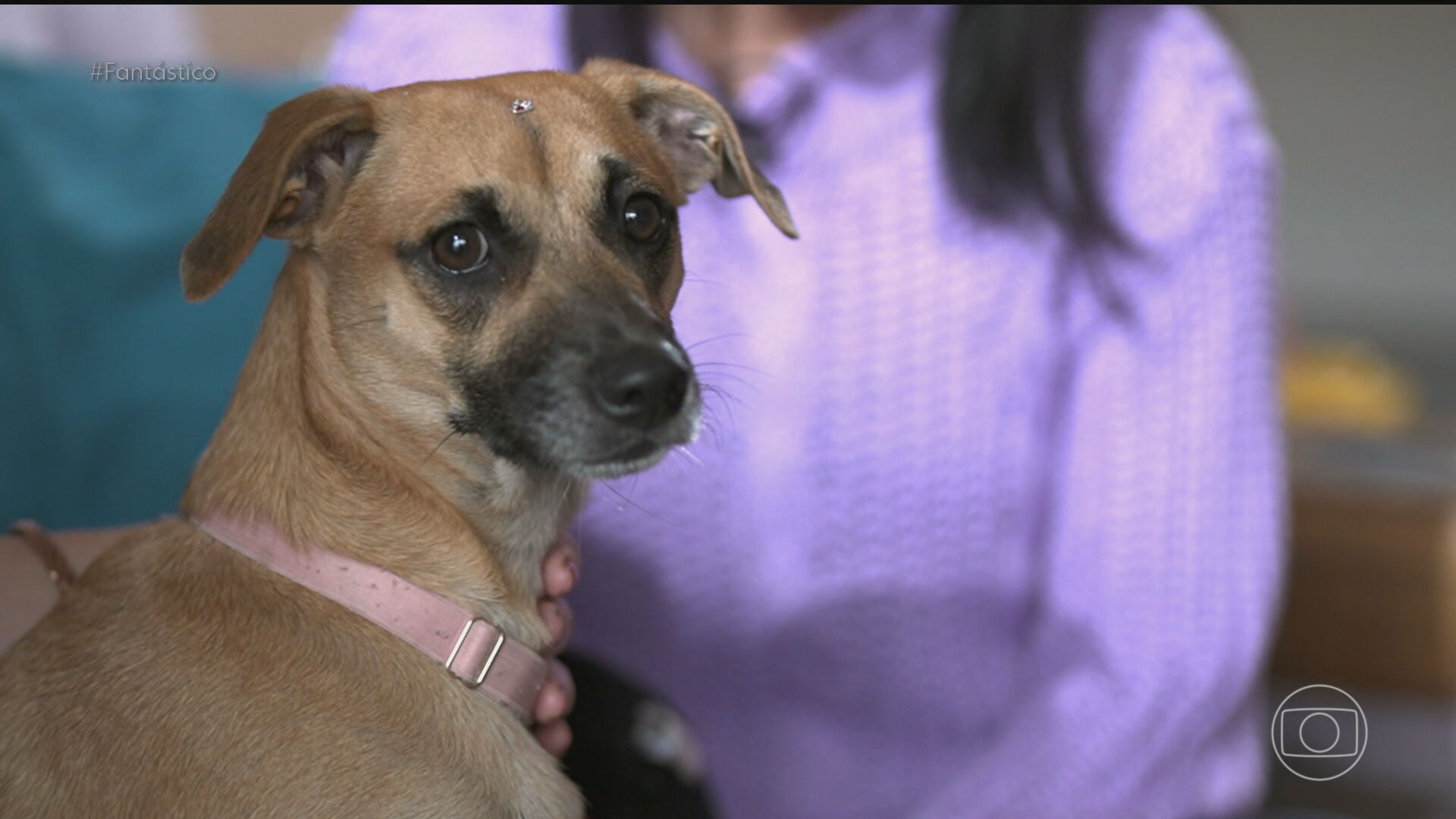 DNA do vira-lata Caramelo revela a mistura genética do cão brasileiro