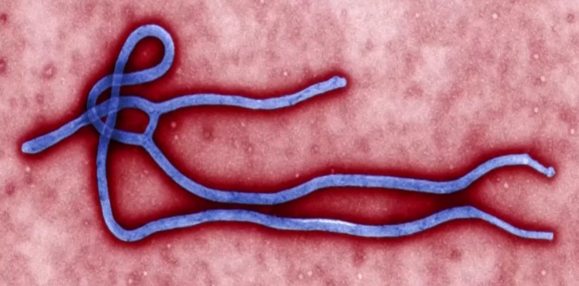 Dois bebês morrem de Ebola no Congo; risco para crianças é elevado