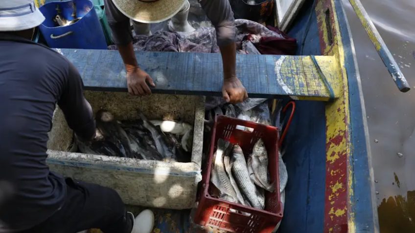Estudo revela que aquecimento global pode ter efeito temporário na reprodução de peixes