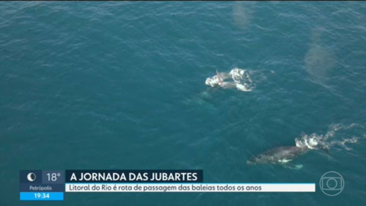 Migração das baleias-jubarte revela resiliência e mistérios no RJ