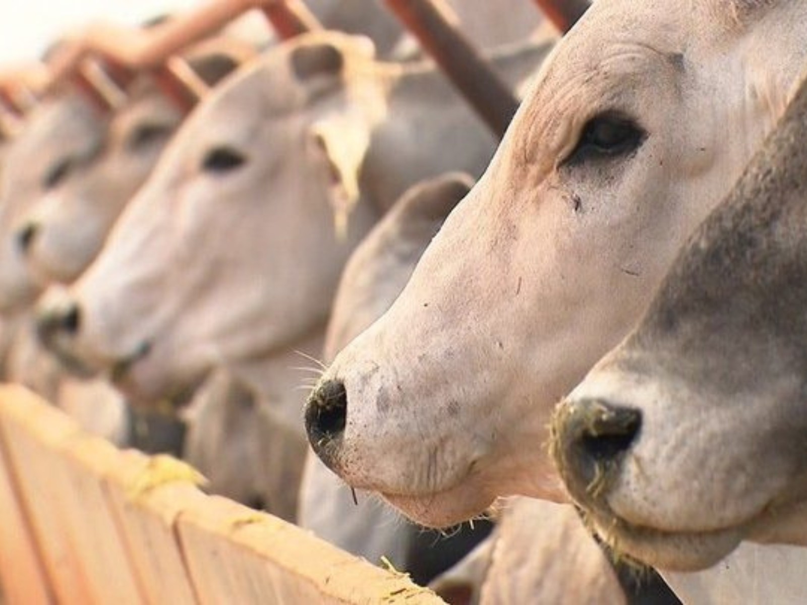 União Europeia proíbe exportação de carne brasileira por uso de antibióticos na pecuária