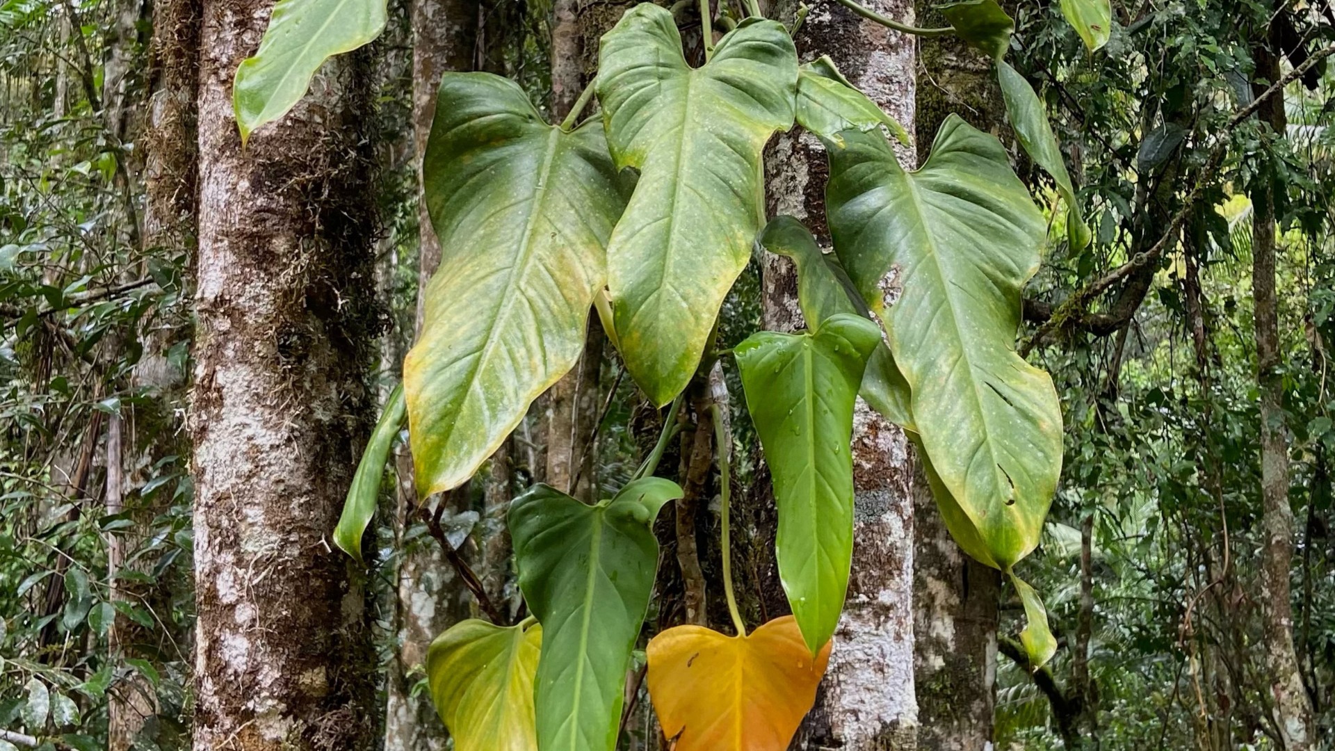 Nova espécie de planta da Mata Atlântica é identificada em fotos feitas no ES
