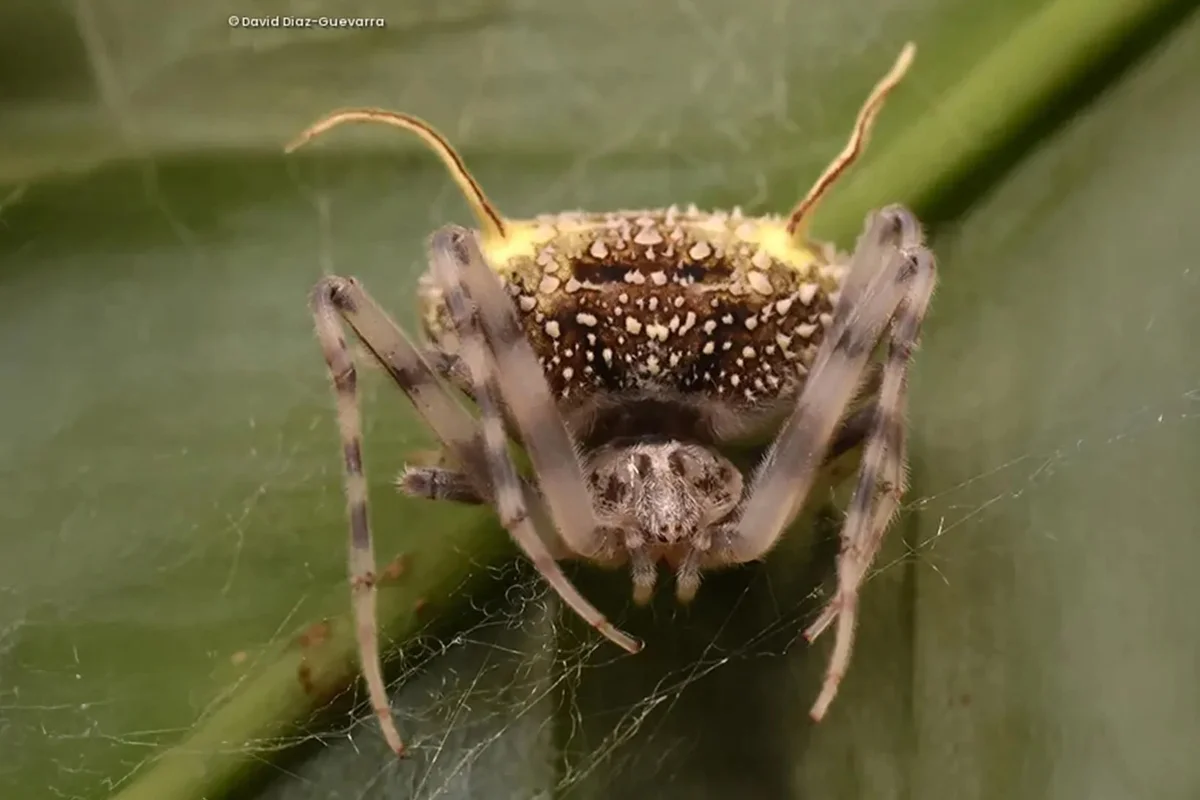 Aranha que se disfarça de fungo é achada pela primeira vez no Equador