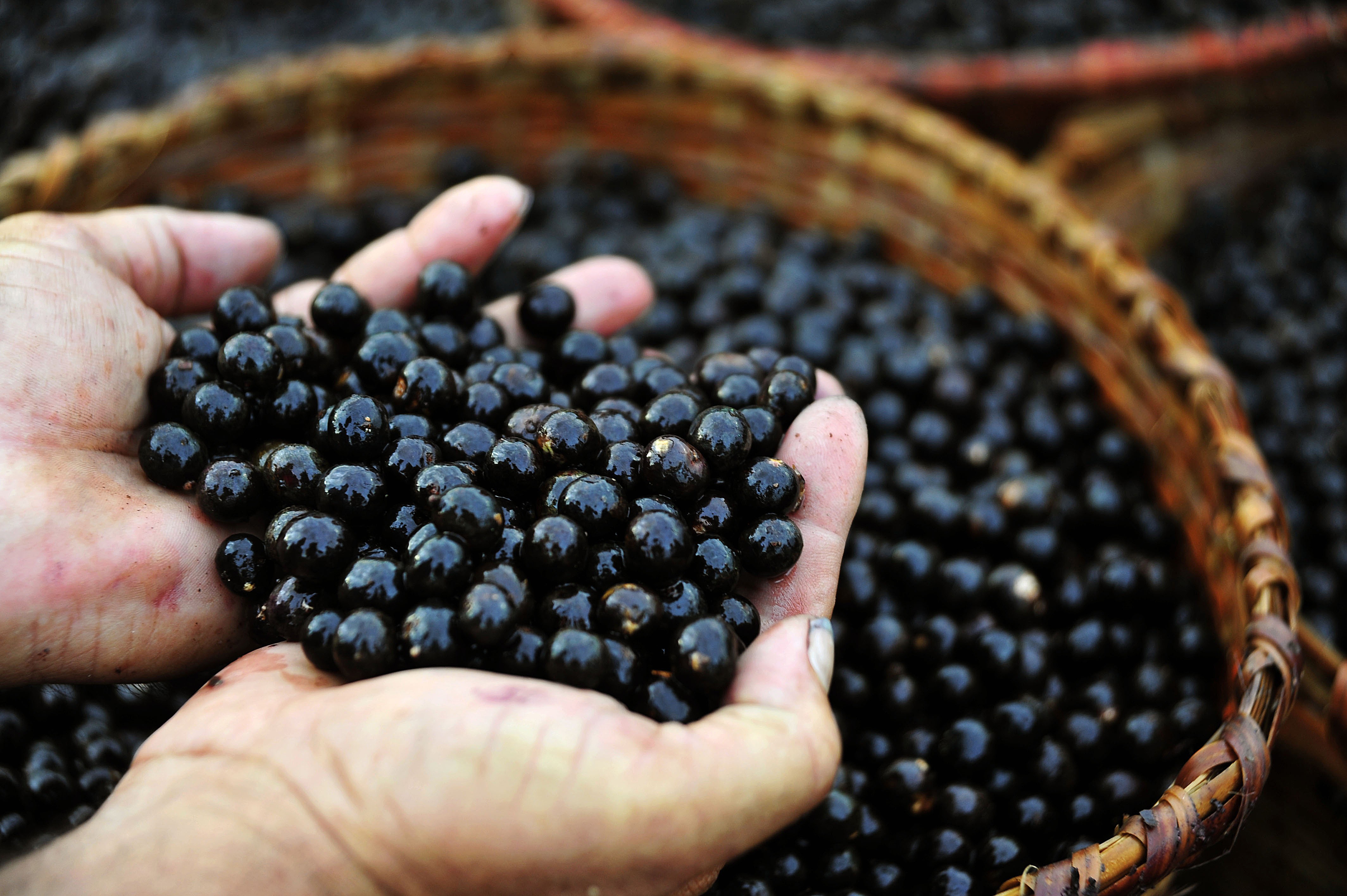 UFPA comprova ação neuroprotetora do Açaí em cérebros adolescentes