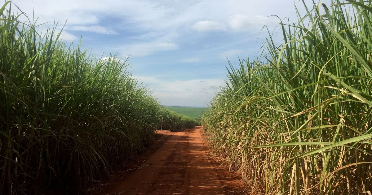 Agroicone: Etanol de cana é chave para clima, emprego e alimentos