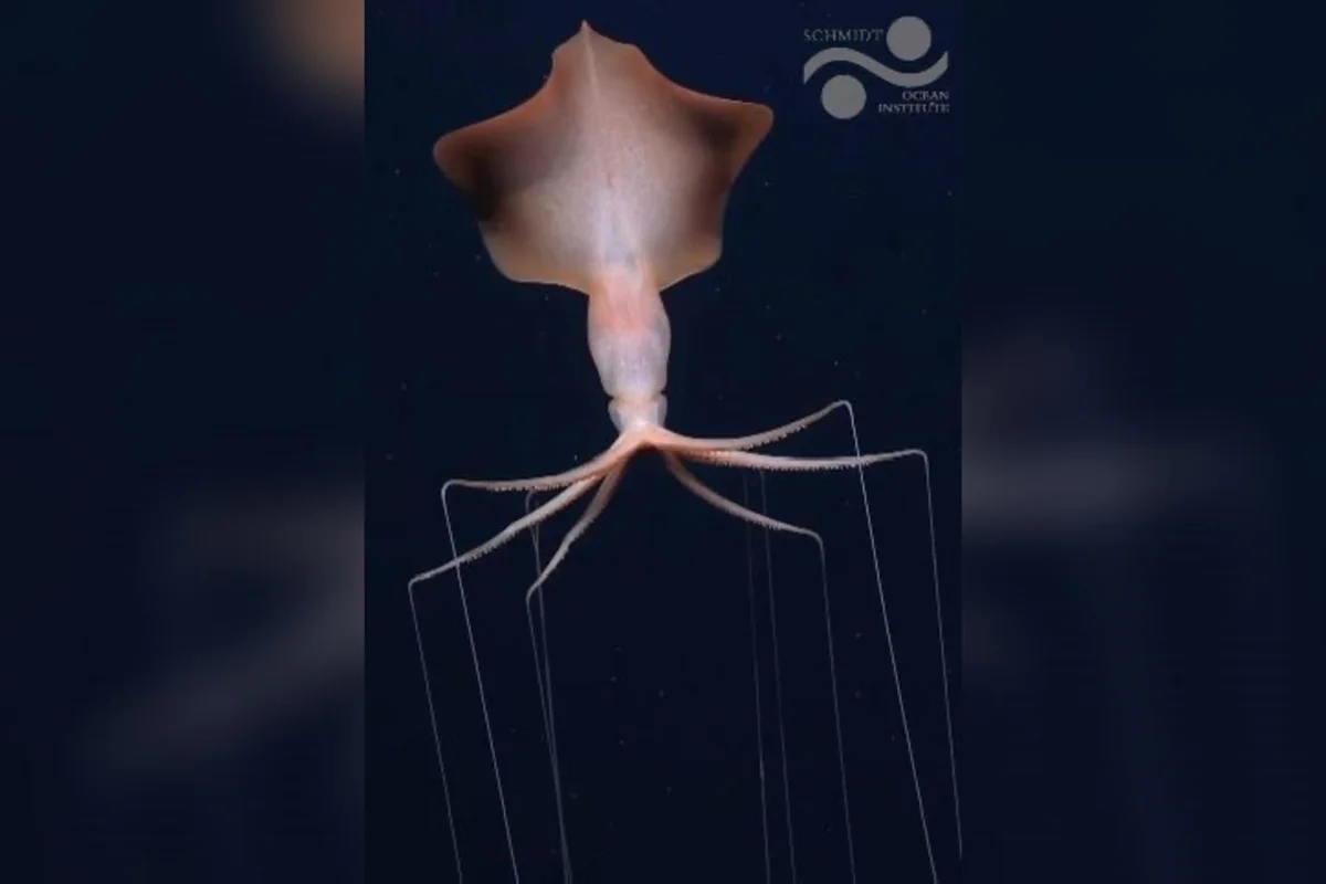 Expedição registra duas lulas-gigantes raras no Oceano Atlântico