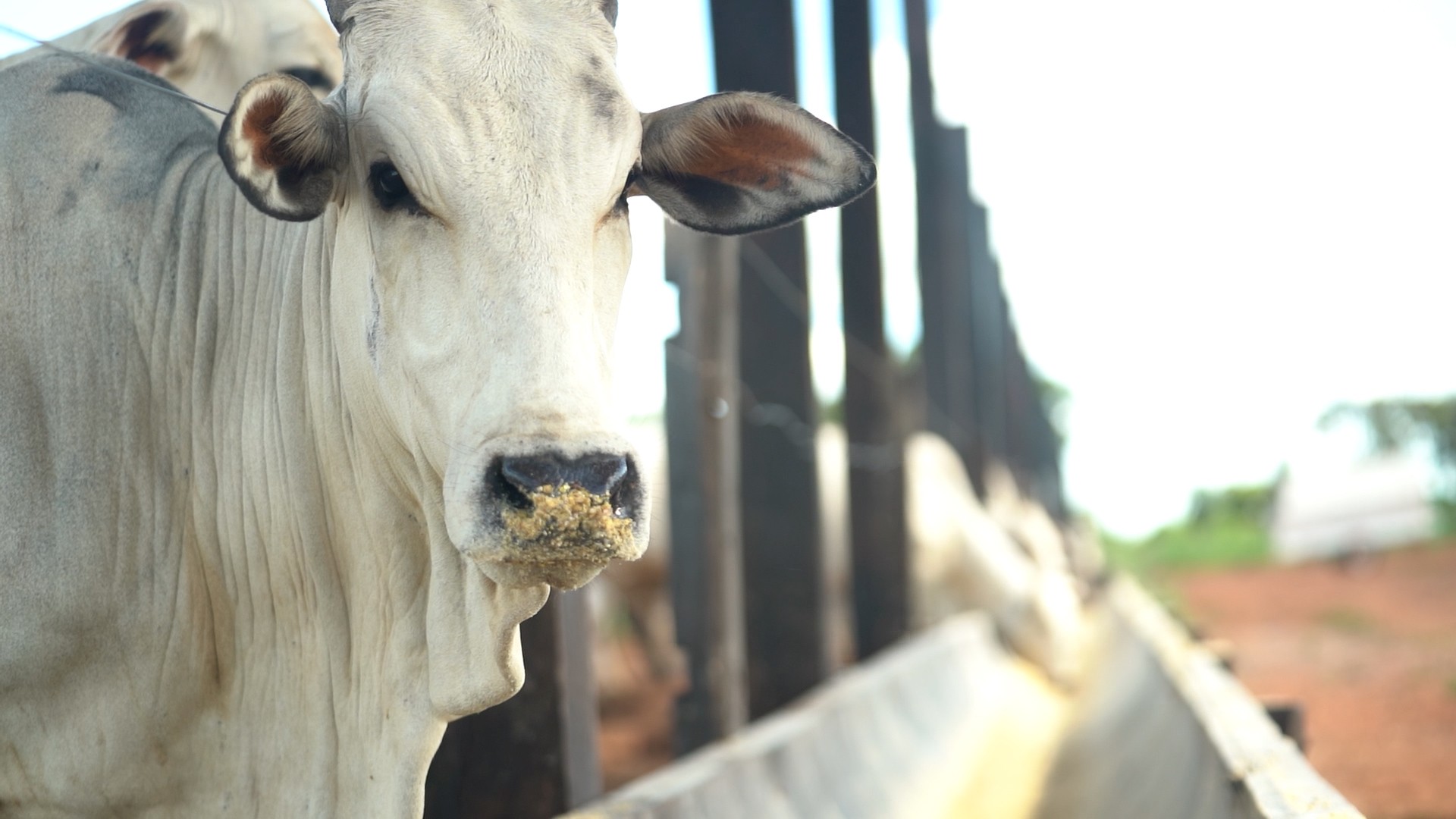 China impõe tarifa e derruba projeção de exportação de carne bovina do Brasil