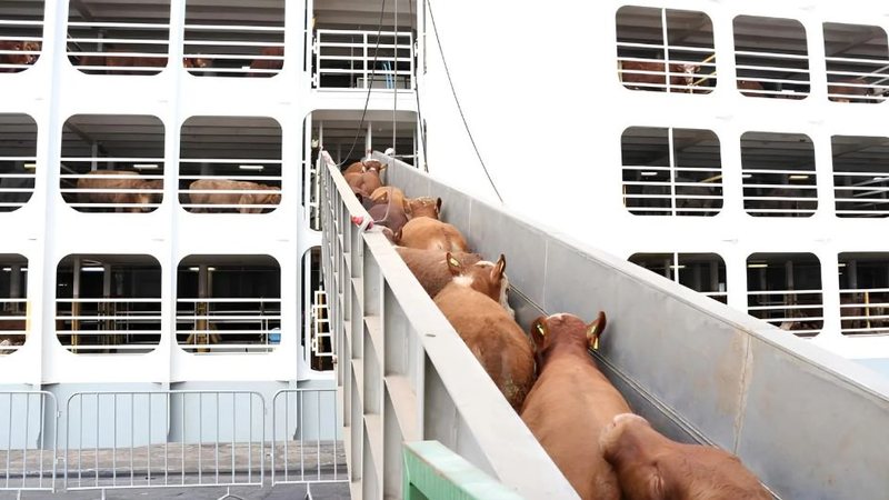 Governo do RN impulsiona certificação para gado vivo no Porto de Natal