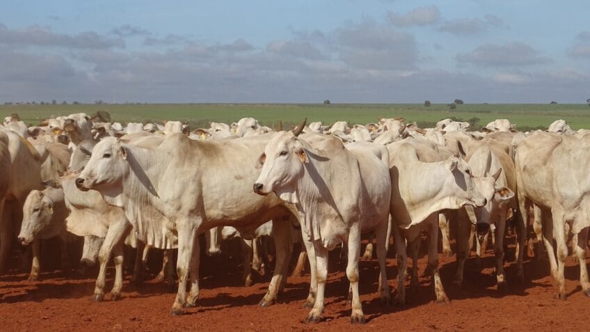 Faesp cobra governo por restrição da UE à carne brasileira