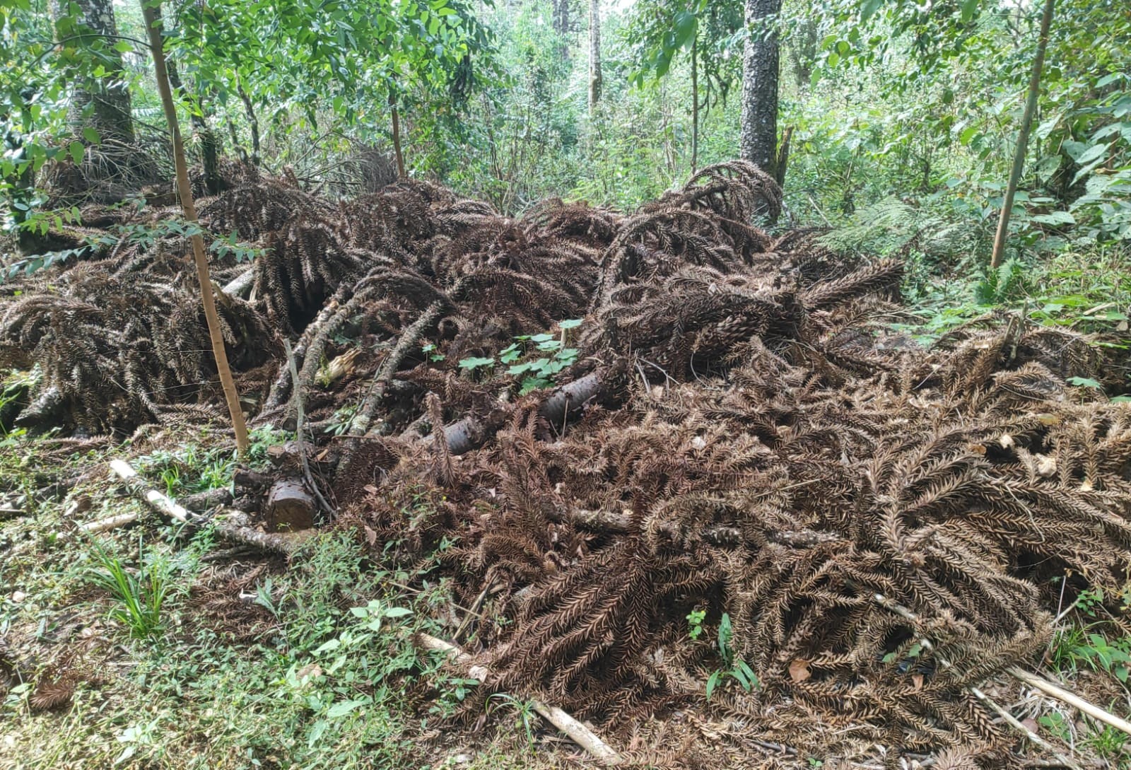 Polícia Ambiental multa fazendeiros por corte ilegal de araucárias