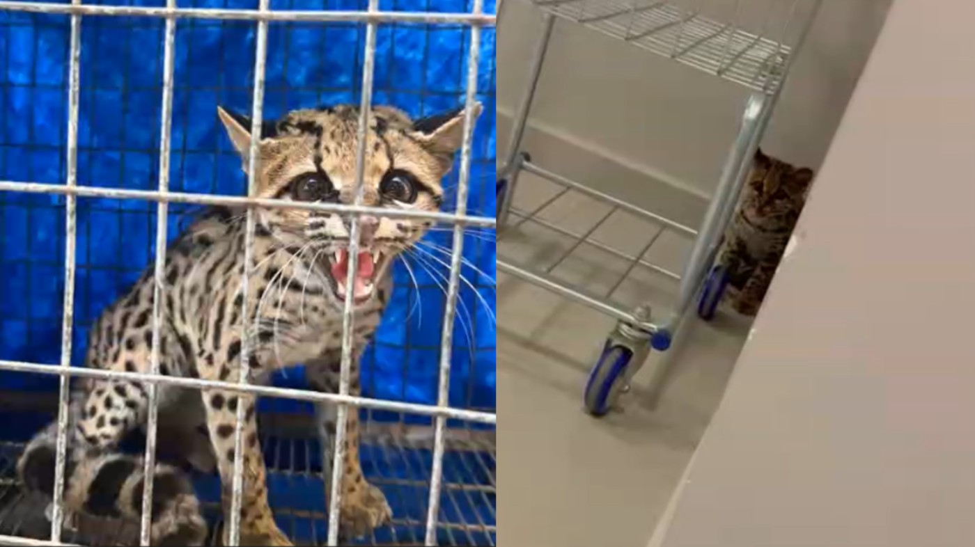 Gato-maracajá ameaçado de extinção é resgatado em condomínio de Maringá