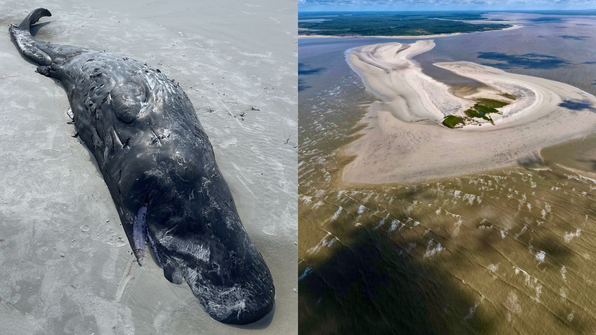 Filhote de baleia cachalote é encontrado morto em praia de Carutapera, no Maranhão
