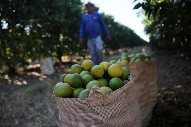 Abisolo afirma que PEC para acabar com 6x1 prejudica o agro e limita flexibilidade