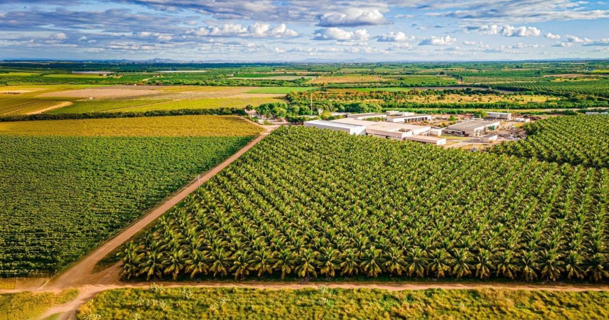 Fim da escala 6x1 pode exigir mais trabalhadores no campo, alerta setor
