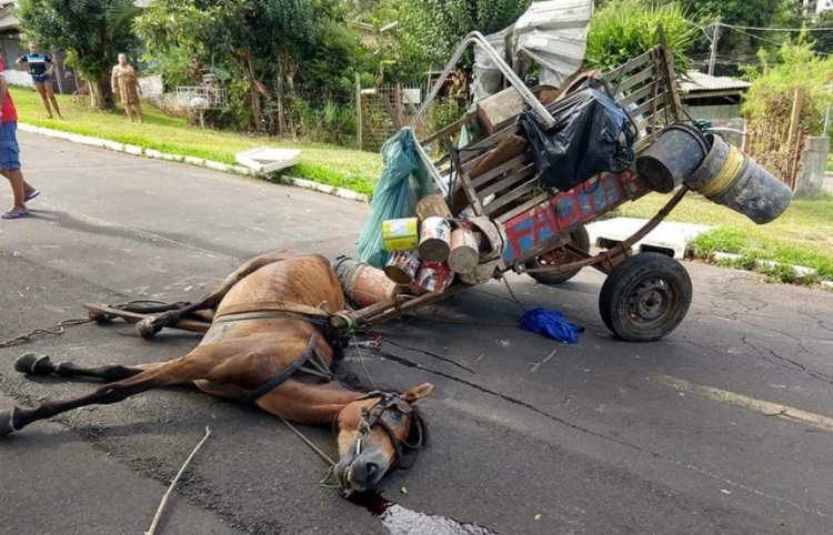 Proibição de carroças avança no Brasil com foco em bem-estar animal e inclusão social
